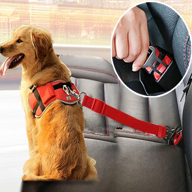 Dog wearing a harness secured with a red adjustable car seat belt
